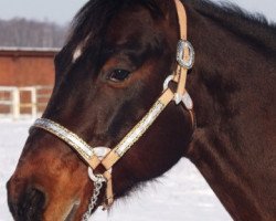 Deckhengst Okie B Lena (Quarter Horse, 1992, von Taco Lena)