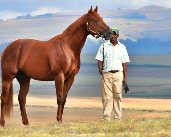 stallion Visionaire xx (Thoroughbred, 2005, from Grand Slam xx)