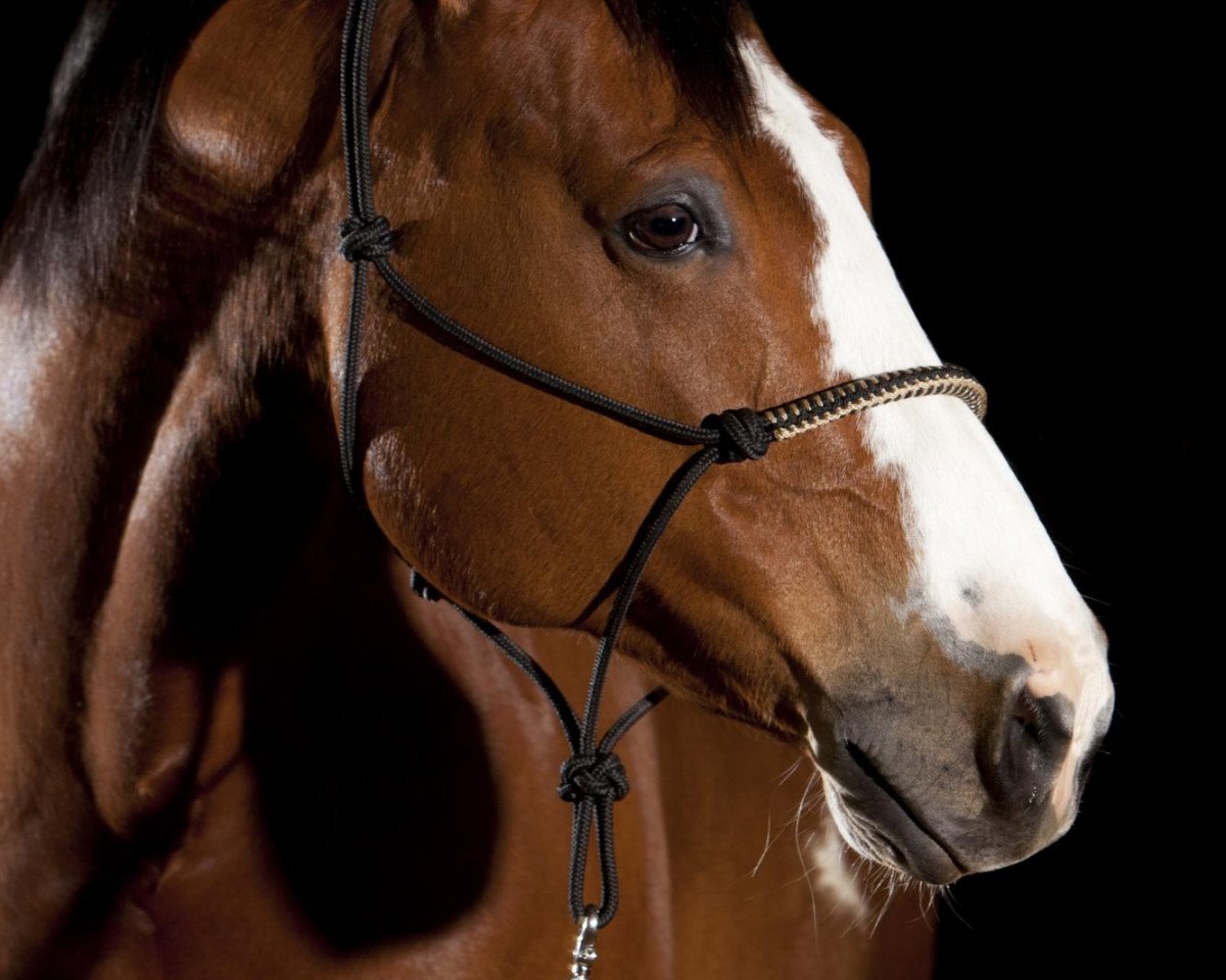 horse Naima (Paint Horse,  )