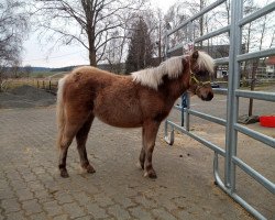 horse Hayley vom Körler Berg (German Classic Pony, 2021, from East-Dikes Joker)