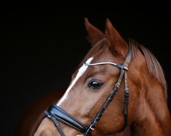 Dressurpferd Hesselteichs Acapulco (Deutsches Reitpony, 2008, von Golden Atreju)