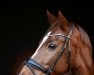 dressage horse Hesselteichs Acapulco (German Riding Pony, 2008, from Golden Atreju)