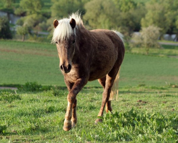 broodmare Hexe vom Körler Berg (German Classic Pony, 2017, from Janko Boy vom Schedetal)