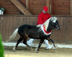 Deckhengst King vom Körler Berg (Deutsches Classic Pony, 2011, von KC Coyne Connection)