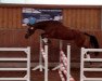 broodmare Suri Matadori (Oldenburg, 2016, from Fred Feuerstein)