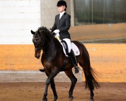 dressage horse Top of Rubinia (Westphalian, 2008, from Rubinio NRW)