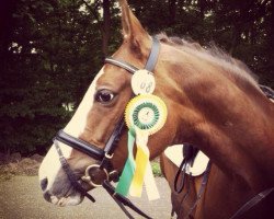 dressage horse Pepita P (Rhinelander, 2004, from Prado)