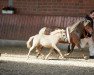 broodmare Baileys von Clus (German Classic Pony, 2007, from KC Coyne Connection)