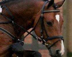 jumper Armani Code 2 (Hanoverian, 2005, from Abke 4)