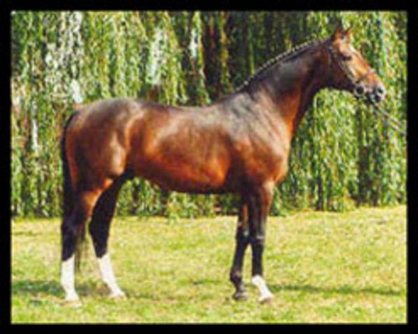 stallion Rex Graziano (Westphalian, 1990, from Rex Fritz)