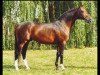 horse Rex Graziano (Westphalian, 1990, from Rex Fritz)