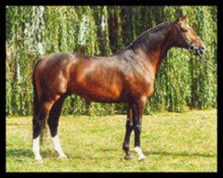 stallion Rex Graziano (Westphalian, 1990, from Rex Fritz)