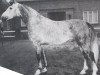 stallion Chronos (Oldenburg, 1960, from Condor AN)