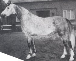 stallion Chronos (Oldenburg, 1960, from Condor AN)