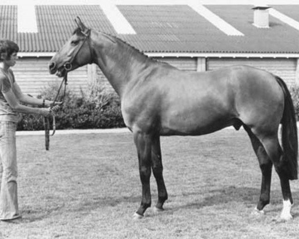 stallion Onyx (Selle Français, 1973, from Ukase)