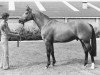 stallion Onyx (Selle Français, 1973, from Ukase)