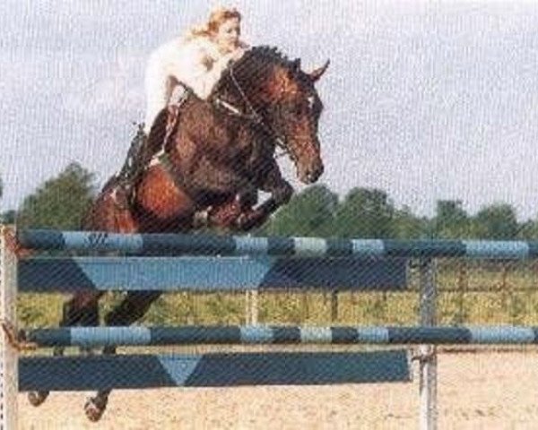 stallion Dutchboy (Dutch Warmblood, 1985, from Lucky Boy xx)