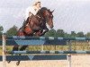 stallion Dutchboy (KWPN (Royal Dutch Sporthorse), 1985, from Lucky Boy xx)