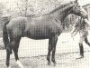 stallion Eisenglanz (Hanoverian, 1980, from Eisenherz I)