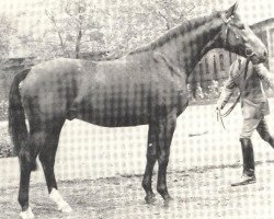 stallion Eisenglanz (Hanoverian, 1980, from Eisenherz I)