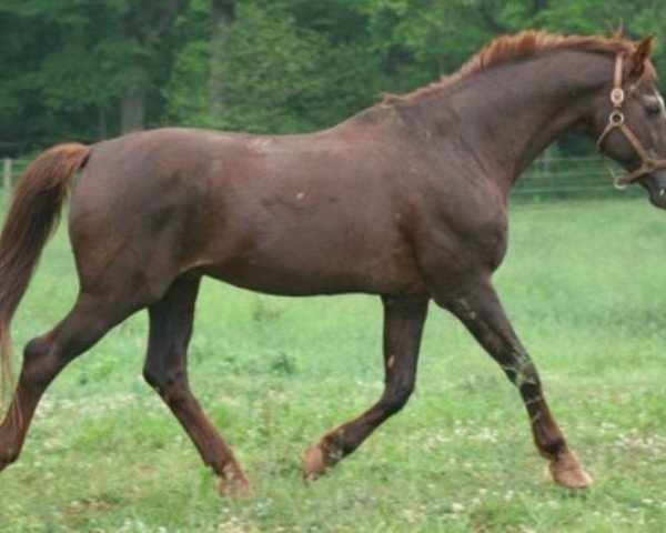 stallion Weltstern (Oldenburg, 1982, from Welt As)