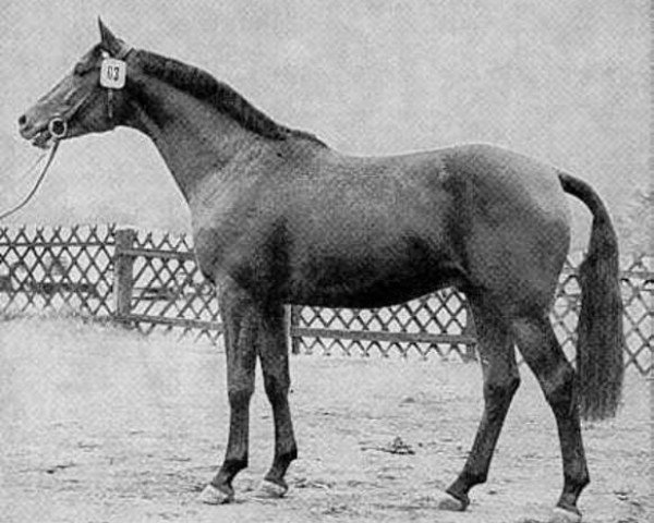stallion Tannenberg (Hanoverian, 1980, from Trapper)