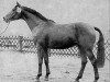 stallion Tannenberg (Hanoverian, 1980, from Trapper)