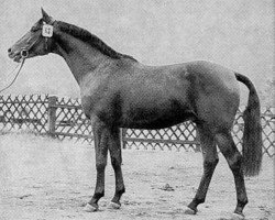 stallion Tannenberg (Hanoverian, 1980, from Trapper)