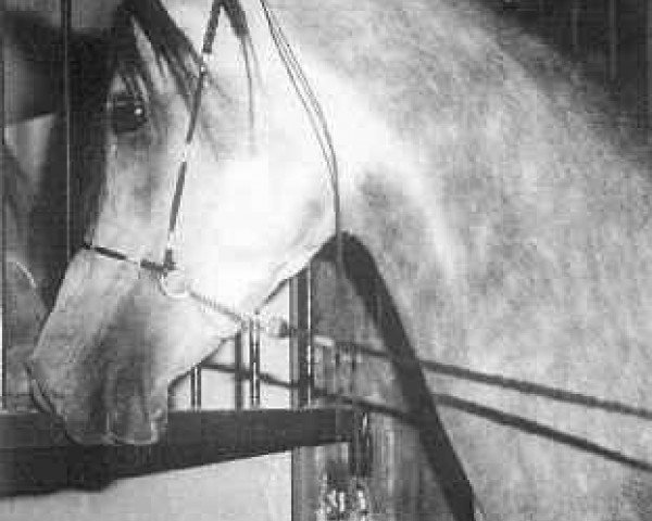 stallion Taymour EAO (Arabian thoroughbred, 1979, from Akhtal EAO)