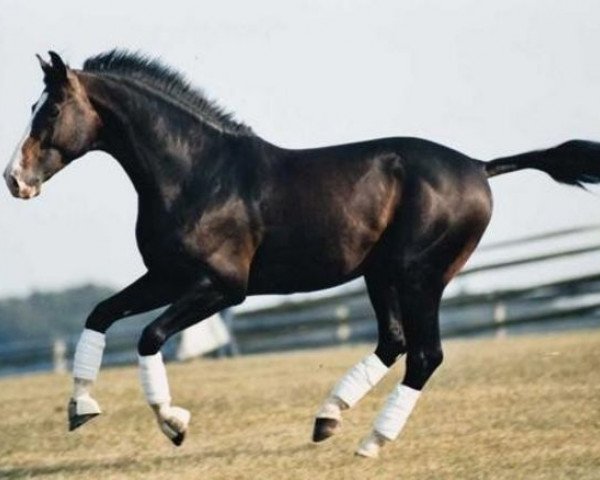stallion Consul (KWPN (Royal Dutch Sporthorse), 1984, from Nimmerdor)
