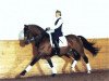 stallion Leonardo II (Holsteiner, 1981, from Lord)