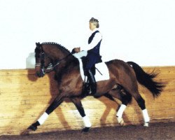 stallion Leonardo II (Holsteiner, 1981, from Lord)