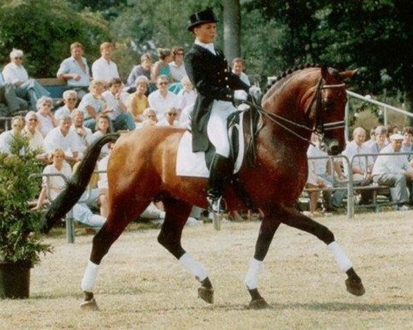stallion Vincent (KWPN (Royal Dutch Sporthorse), 1979, from Pretendent)