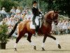 stallion Vincent (Dutch Warmblood, 1979, from Pretendent)