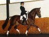 stallion Cabochon (Dutch Warmblood, 1984, from Vincent)
