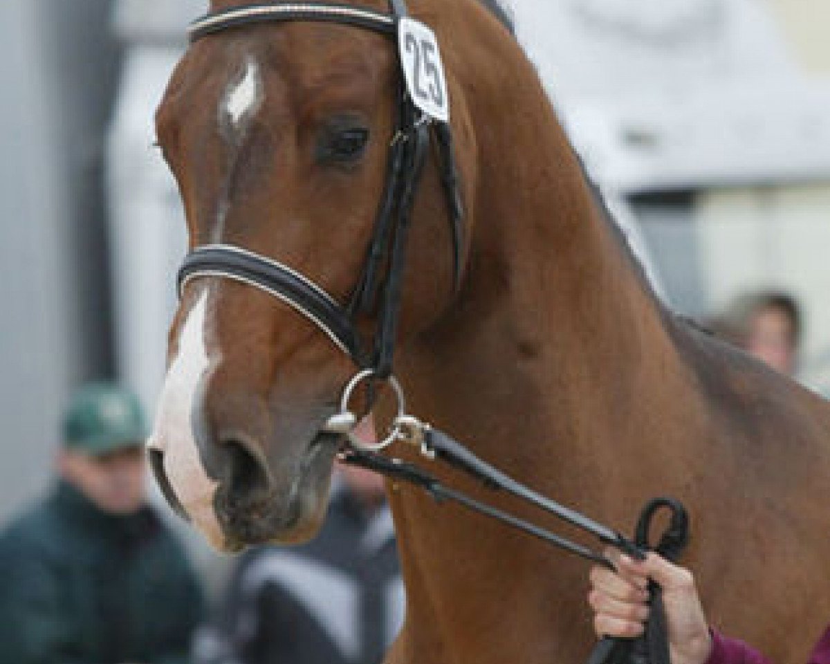 Deckhengst Cebelio (Holsteiner, 2004, von Casall Ask)