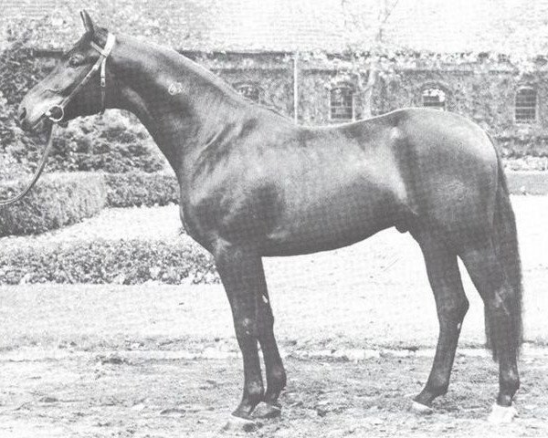 stallion Pelikan (Westphalian, 1975, from Perlkönig I)