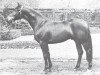 stallion Pelikan (Westphalian, 1975, from Perlkönig I)