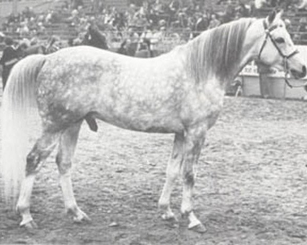 stallion Pobeditel ox (Arabian thoroughbred, 1970, from Pomeranets 1952 ox)