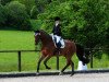 dressage horse Hennessy 104 (Hanoverian, 2008, from Hotline)