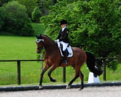 dressage horse Hennessy 104 (Hanoverian, 2008, from Hotline)