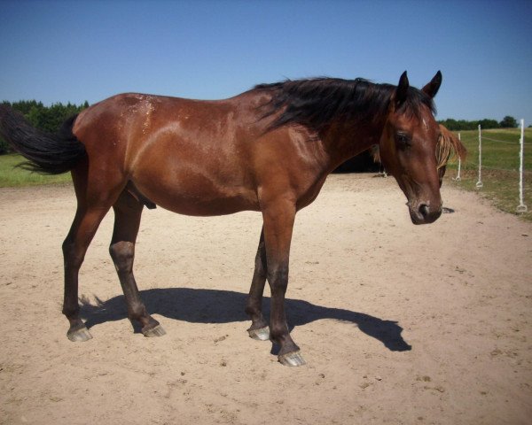 jumper Arne vom Erlengrund (Knabstrupper, 2011, from Django von der Happy Horse Ranch)