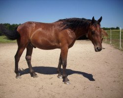 Springpferd Arne vom Erlengrund (Knabstrupper, 2011, von Django von der Happy Horse Ranch)