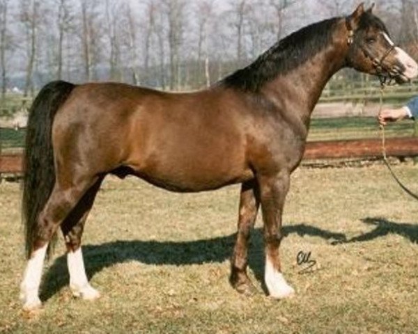 Deckhengst Hafod-yr-Esgob Buzby (Welsh Pony (Sek.B), 1980, von Nefydd Autumn's Chuckle)
