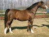 stallion Hafod-yr-Esgob Buzby (Welsh-Pony (Section B), 1980, from Nefydd Autumn's Chuckle)