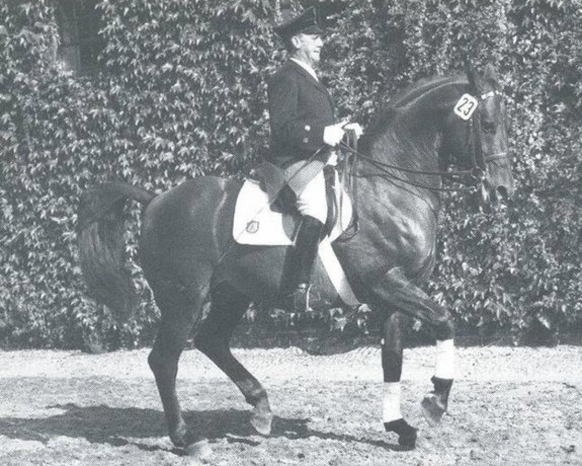 Deckhengst Adlerfels (Westfale, 1968, von Adlerfarn II)