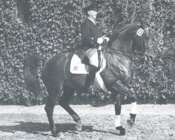 stallion Adlerfels (Westphalian, 1968, from Adlerfarn II)