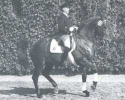 stallion Adlerfels (Westphalian, 1968, from Adlerfarn II)