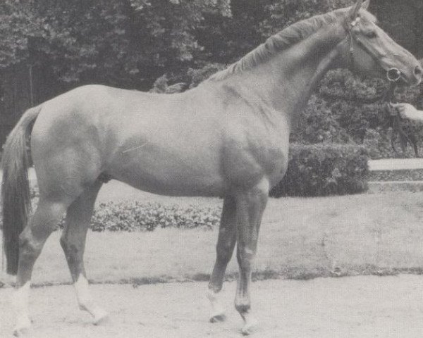 stallion Skat (Westphalian, 1977, from Sinatra 1946)