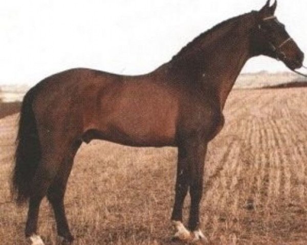 stallion Limelight (Holsteiner, 1974, from Liguster)